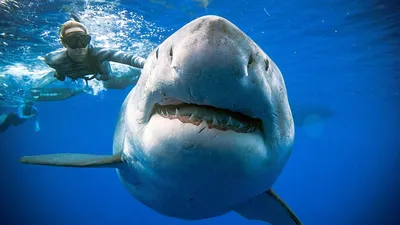 Большая белая акула | Copyright battle вики | Fandom