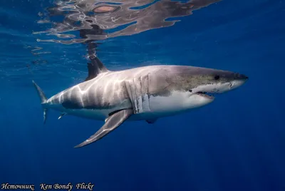 Селфи с гигантской белой акулой | Euronews