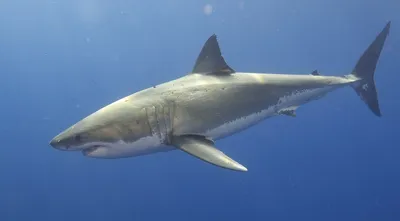 Белая акула является одним из самых быстрых и опасных хищников в океане |  Пикабу