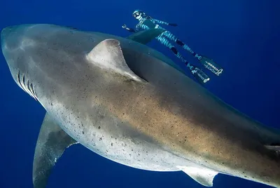 Австралиец спас подростка после того, как его покусала большая белая акула  - Газета.Ru | Новости