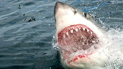 Самая большая белая акула — Deep Blue | Пикабу