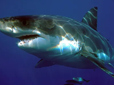 Челюсти-2019: почему акулы на самом деле нападают на людей? - BBC News  Русская служба