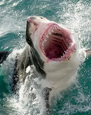 Большая белая акула | Факты о акулах | Дзен