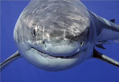 Ихтиолог назвал крайне опасную для человека акулу после нападения на  туристку: Происшествия: Путешествия: Lenta.ru