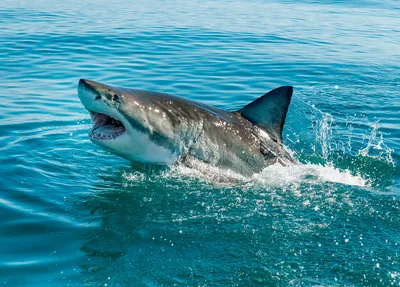 Нашли изуродованное и окровавленное тело. В ЮАР туристку на мелководье  разорвала белая акула | STARHIT