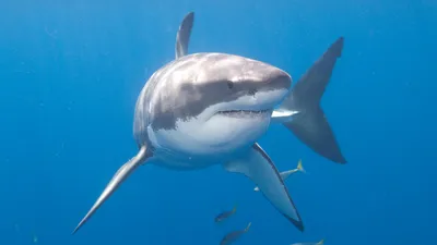 Блогер перехитрил большую белую акулу с помощью тунца и снял пугающие кадры  (фото)