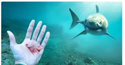 Это не кино: 6 страшных случаев, когда акулы нападали на людей в 2023-м |  РБК Life