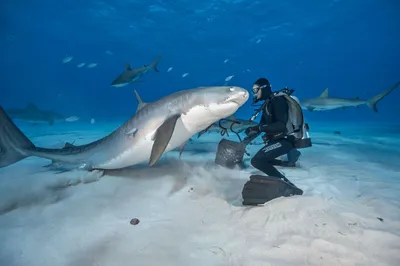 Каких животных боятся опасные акулы? - Hi-News.ru