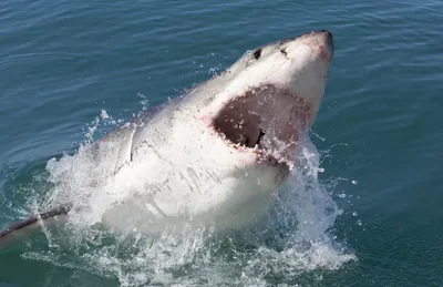 Все факты про белую акулу | Пикабу