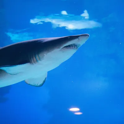Несколько фактов об акулах - Алоха серфинг