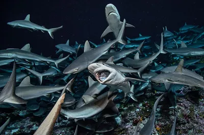 Полет большой белой акулы » uCrazy.ru - Источник Хорошего Настроения