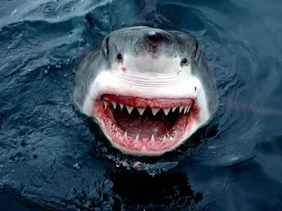 Расшифрован геном большой белой акулы