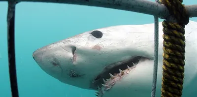 Какие акулы опасны для человека | Группа RuDIVE