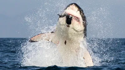 Почему ни в одном океанариуме мира вы не увидите белую акулу | Природа и не  только | Дзен