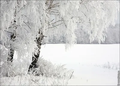 Береза Белая Дерево - Бесплатное фото на Pixabay - Pixabay