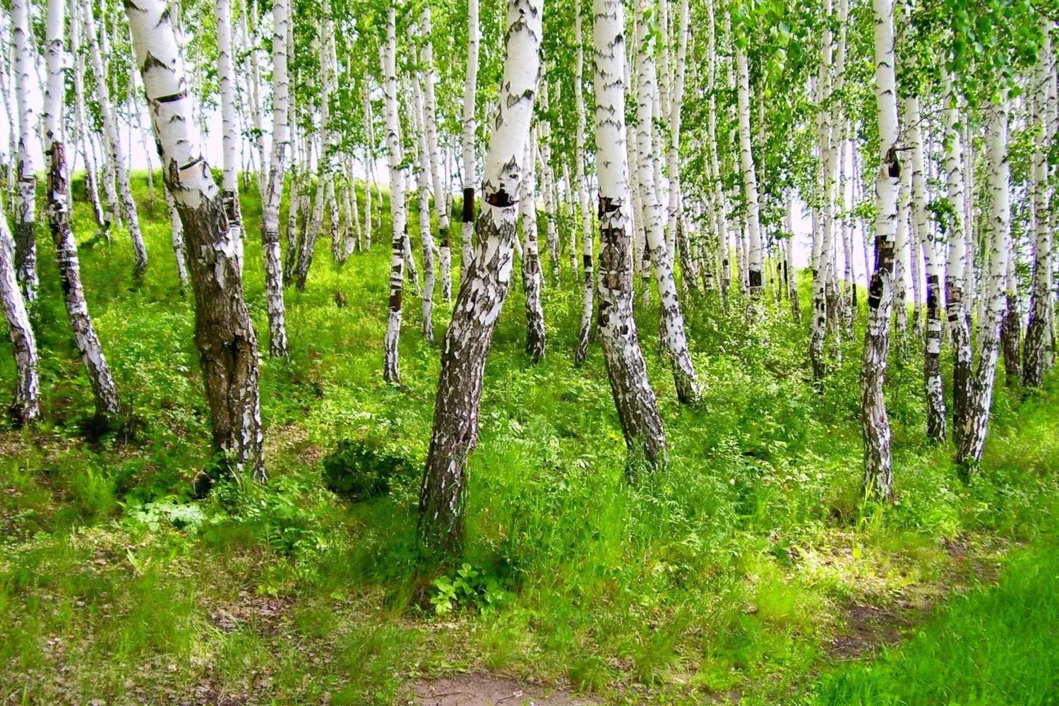 Белоствольные березки. Плосколистная береза на Камчатке. Белоствольная береза. Березовая роща Ярославль. Берёзовая роща Златоуст.