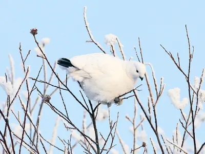 Белая куропатка - Русский охотничий портал