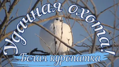 Белая куропатка | ИРКИПЕДИЯ - портал Иркутской области: знания и новости