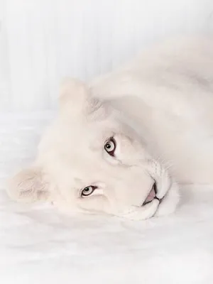 Пантера альбинос арт - 69 фото