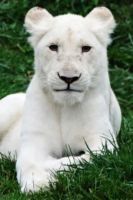 Белая пантера животное - красивые фото
