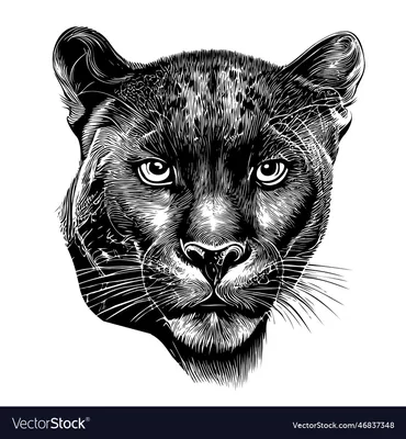 Black Panther Isolated On White Background. Big Cat With Open Mouth. Stock  Photo, Picture and Royalty Free Image. Image 214558825.