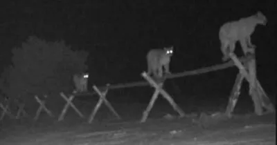 2 Rare Florida Panther Kittens Find Refuge At White Oak In Yulee | WJCT  News 89.9