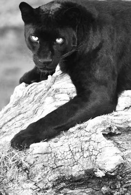 Extraordinary Rare Photos Show Stunning Black Panther in African Wilderness