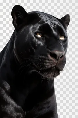 Black panther face hand drawn sketch Royalty Free Vector