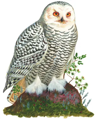 Белая сова (Bubo scandiacus)