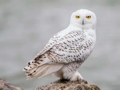 Белая сова (полярная) | Пикабу