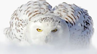 Белая сова раскраска - 74 фото