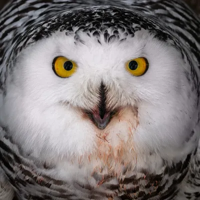 Снежная сова бубо скандиак - большая белая сова семейства сов. Стоковое  Фото - изображение насчитывающей портрет, клюв: 235179680