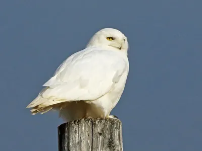 Бесплатное изображение: Белая сова, природа, птица, клюв, глаз, белый,  перо, дикой природы