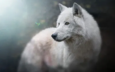 Белая волчица с волчатами, зима, …» — создано в Шедевруме
