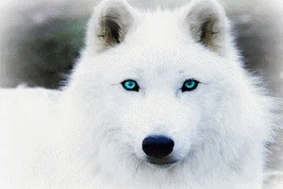 Белая волчица и черный волк. лежат…» — создано в Шедевруме