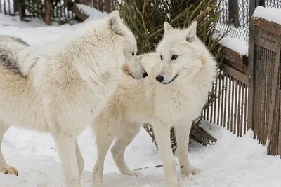 Белая волчица из Новосибирского зоопарка нашла пару в Красноярске - KP.RU