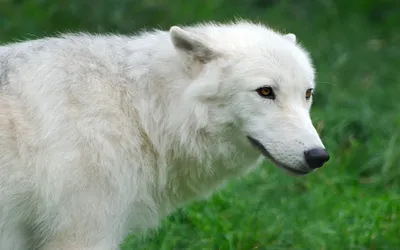 Белая волчица (64 фото) - красивые фото и картинки pofoto.club