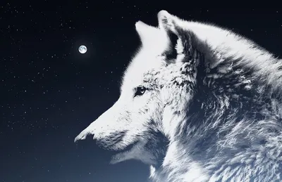 Белая волчица злая - 40 фото