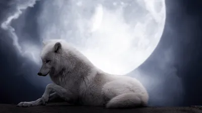 Белый волк с красными глазами - 73 фото