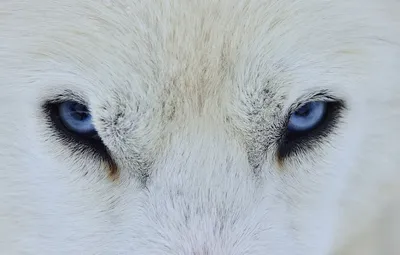 Белая волчица - 57 фото