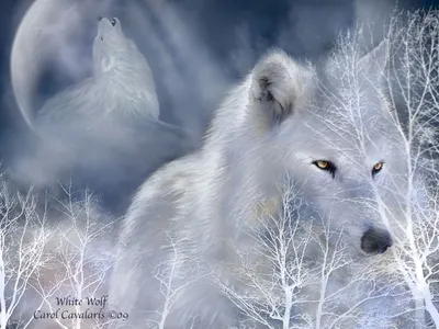 Картинки белых волков (68 фото)