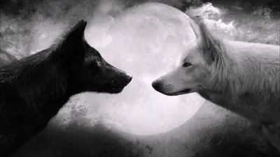 Хранитель и Белая Волчица.. 2 | Елена Михайлова | Дзен