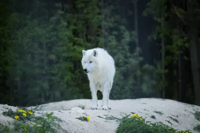 белая арктическая волчица воет, изолированная на белой Стоковое Изображение  - изображение насчитывающей собач, свирепо: 219749589