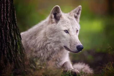 Бригита-белая волчица | Лохматая Душа | Дзен