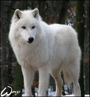 Этно-шоу программа «Белая волчица»