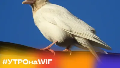 Белая ворона | Пикабу