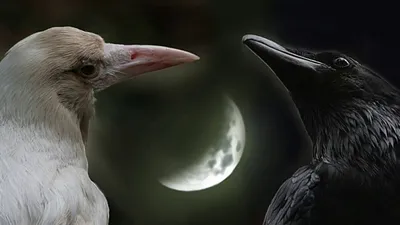 Существуют ли белые вороны в природе — Аренда животных в Москве и  Подмосковье