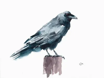Белая ворона среди черных ворон Иллюстрация вектора - иллюстрации  насчитывающей цвет, контраст: 48100563