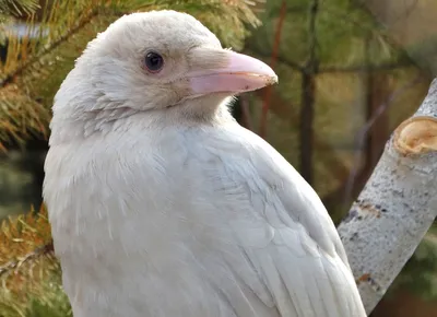 Белые вороны: Судьба «особенных» птиц в стае. Как к ним относятся сородичи  на самом деле? | Пикабу