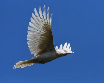 Животное белая ворона - 76 фото